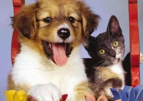 朋友的不同表达,朋友的不同语言表达