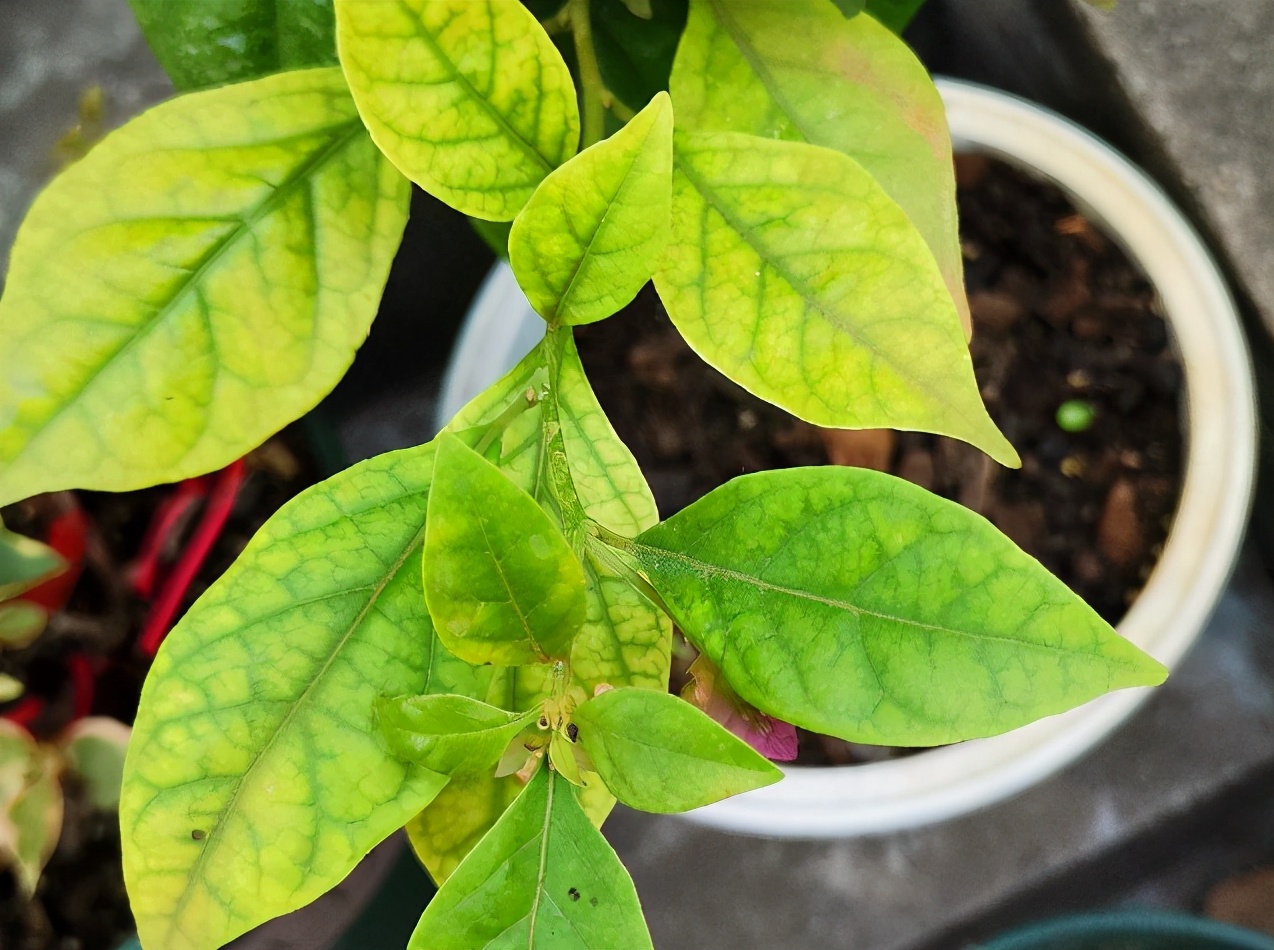 盆栽花卉缺铁叶片出现什么症状,植物缺铁的症状出现在什么地方