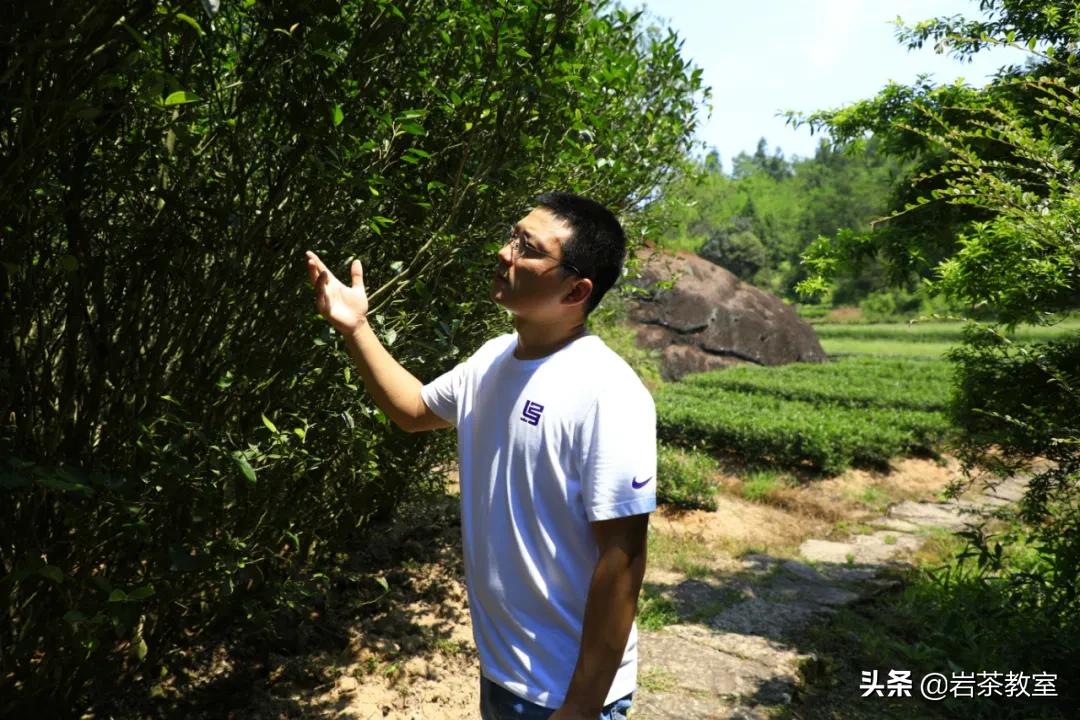 武夷山岩茶正岩山场详细介绍,岩茶玩家牛栏坑肉桂