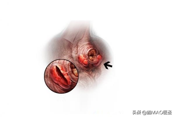 猫咪总是蹭脖子两边,猫咪老是蹭脚舔脚