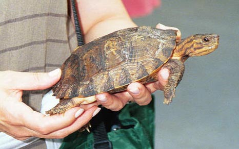 两栖龟陆龟海龟区别,陆地龟和陆龟是一个品种吗