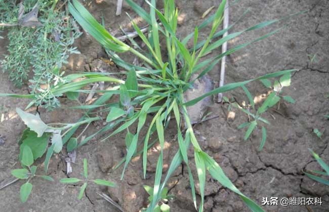 哪些除草剂对下茬小麦有影响,有什么除草剂打的麦子不受影响