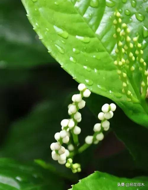 黄珠兰和白珠兰的区别,白珠兰和黄珠兰的区别