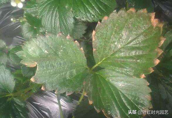 花卉肥害伤根怎么补救,花卉肥害用什么药