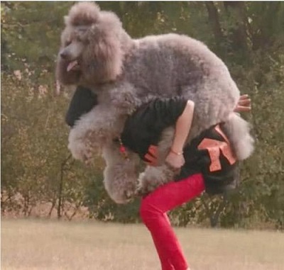 家里边养的巨型泰迪,养巨型泰迪什么体验最好