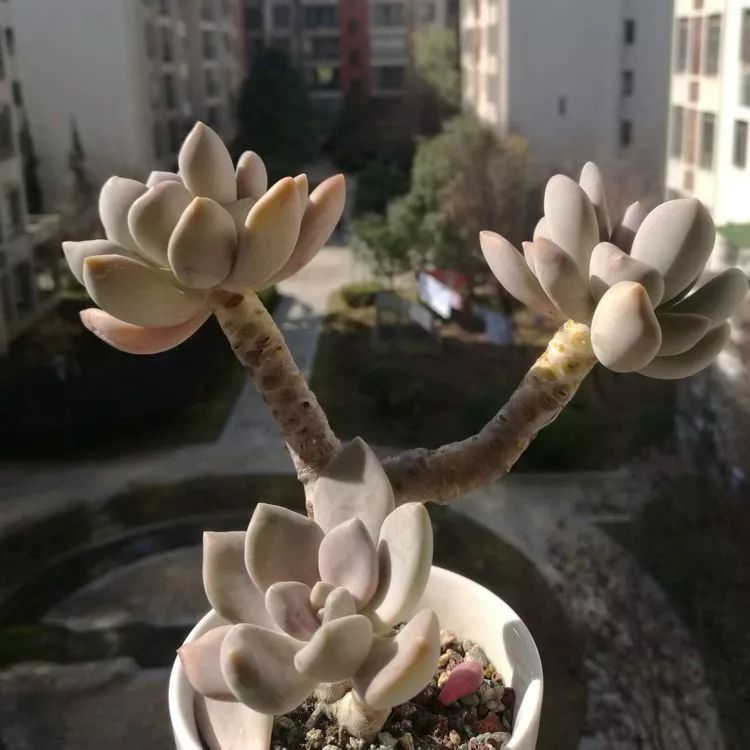 冬日暖阳邂逅最美的多肉,冬日暖阳和多肉暖了我的心