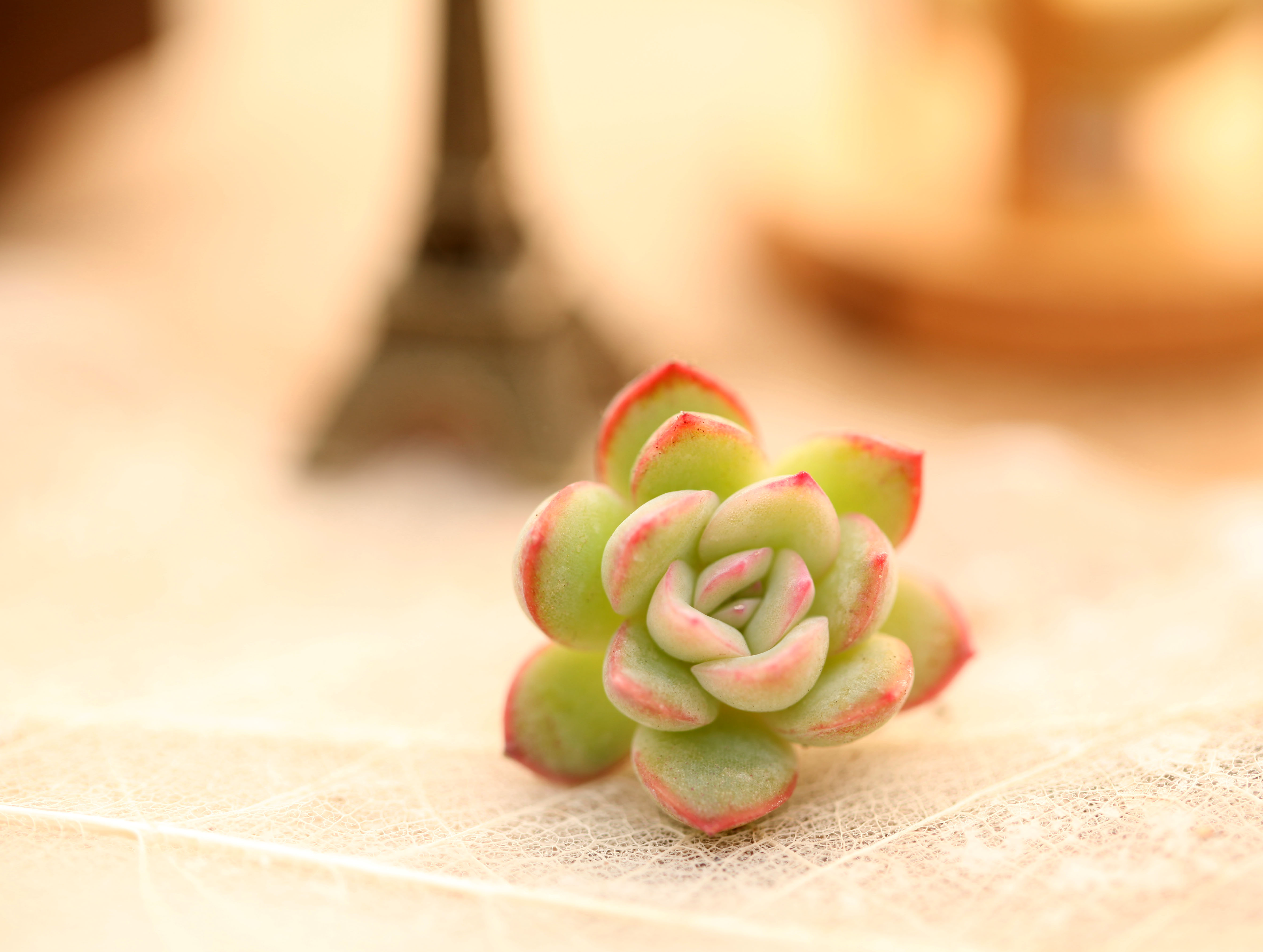 多肉枯萎了怎么恢复,多肉枯萎了怎么让它重新恢复