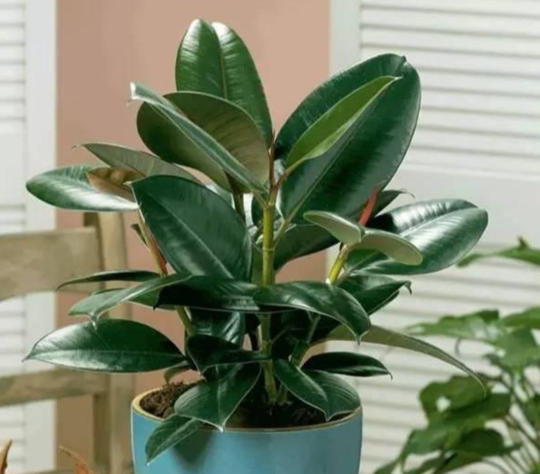 8种好养又好看的室内绿植,100种好看的观叶植物