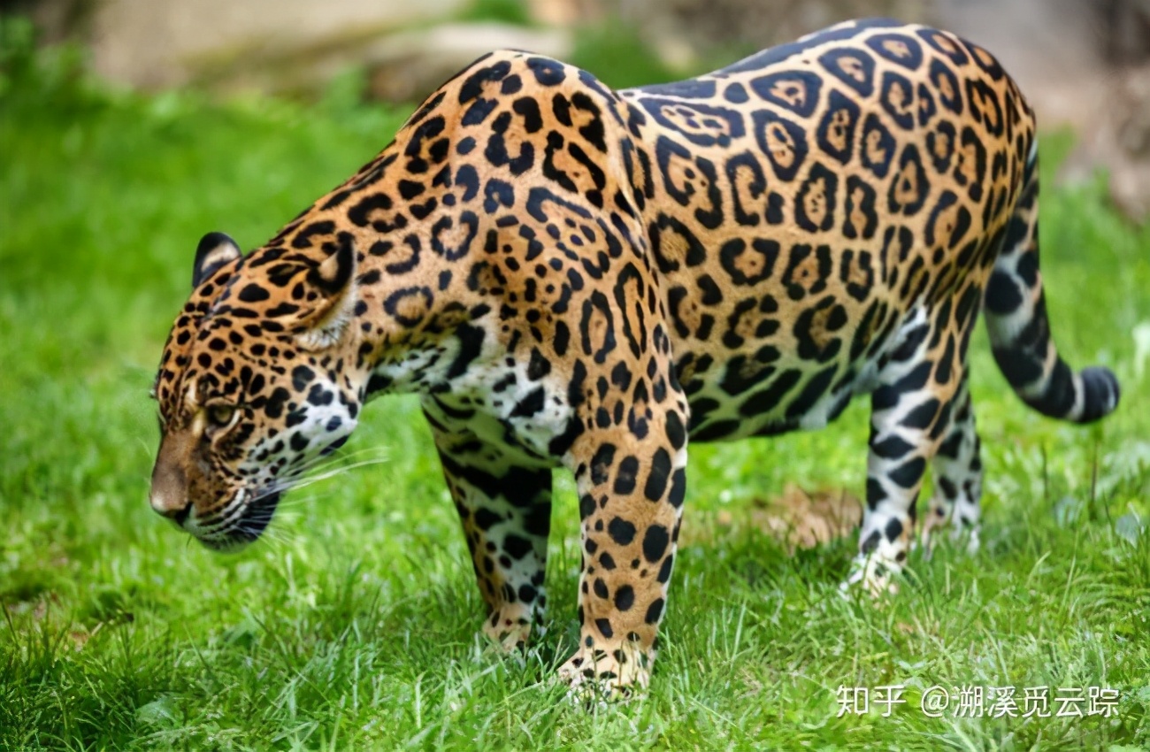 有哪些容易被认错的动物,容易被欺负的动物有哪些