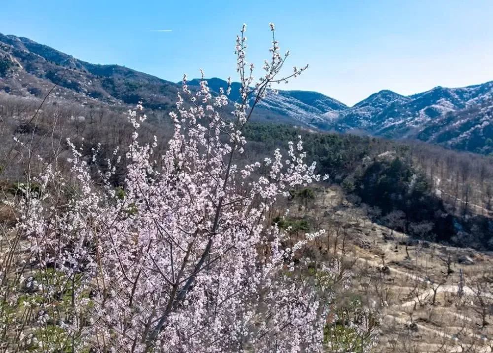 京郊四月美景,京郊四月