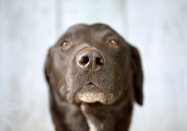 狗狗老年痴呆训练它方向感,狗狗老年痴呆治得好吗