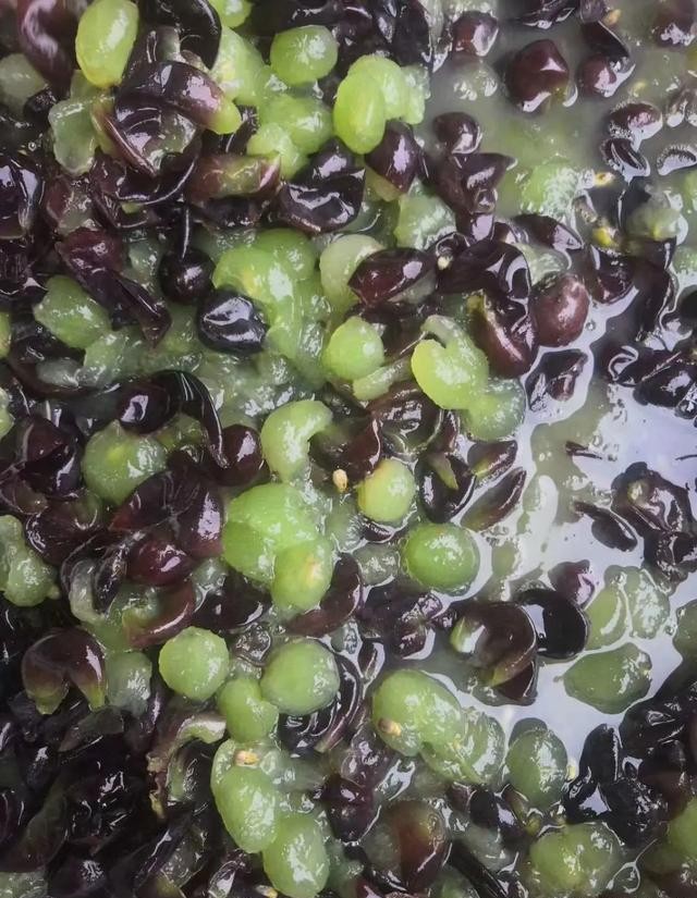 自制葡萄酒的正宗做法,自制葡萄酒需要蒸馏后好喝吗