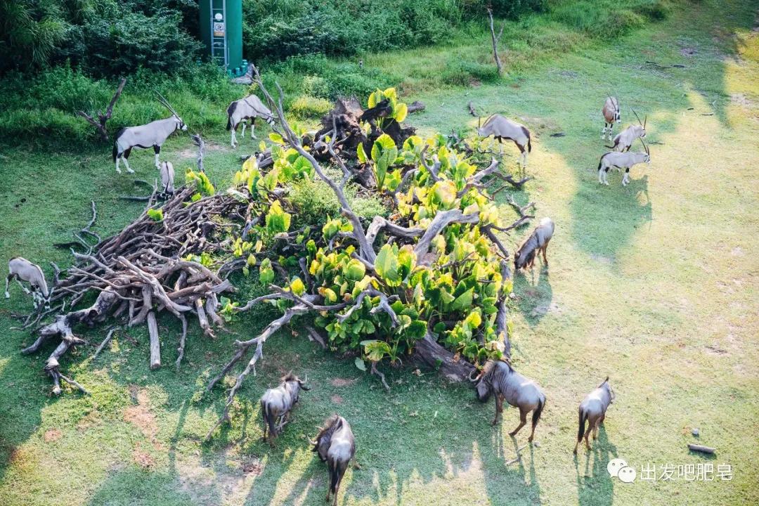长隆飞鸟乐园怎么去长隆欢乐世界,汉溪长隆地铁站去长隆飞鸟乐园