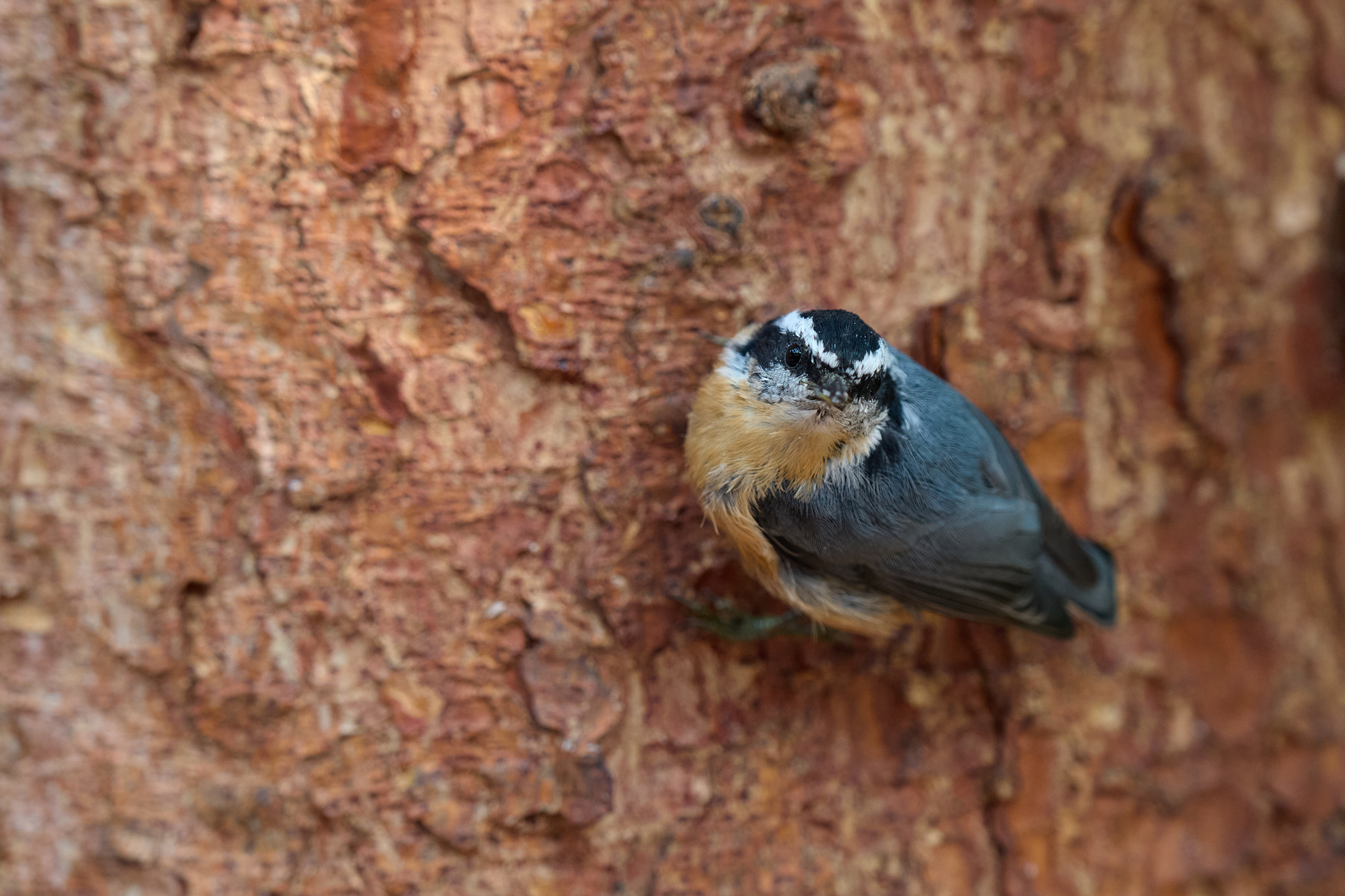 适马sigma60-600mm拍月亮,适马sigma18-50mmf2.8dcdn测评