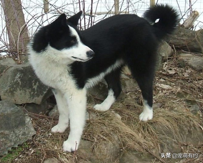 四大猎犬哪种最厉害最可怕,世界上最厉害的猎犬