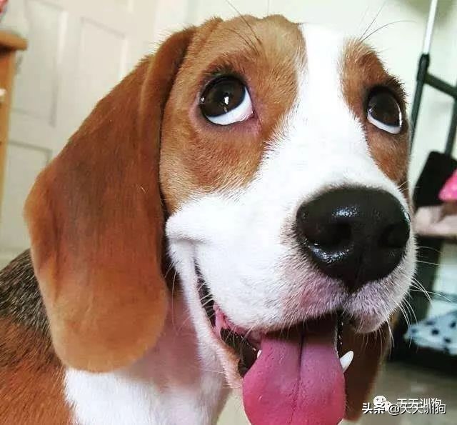 狗狗吃便便的5大原因,狗狗吃便便的几个原因