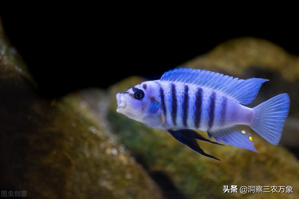 三湖慈鲷激素鱼能养好么,小缸怎样养好三湖慈鲷鱼