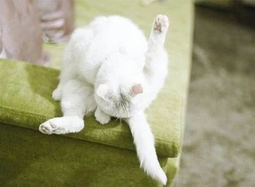 猫咪肛门腺什么症状,猫咪肛门腺有问题是什么症状