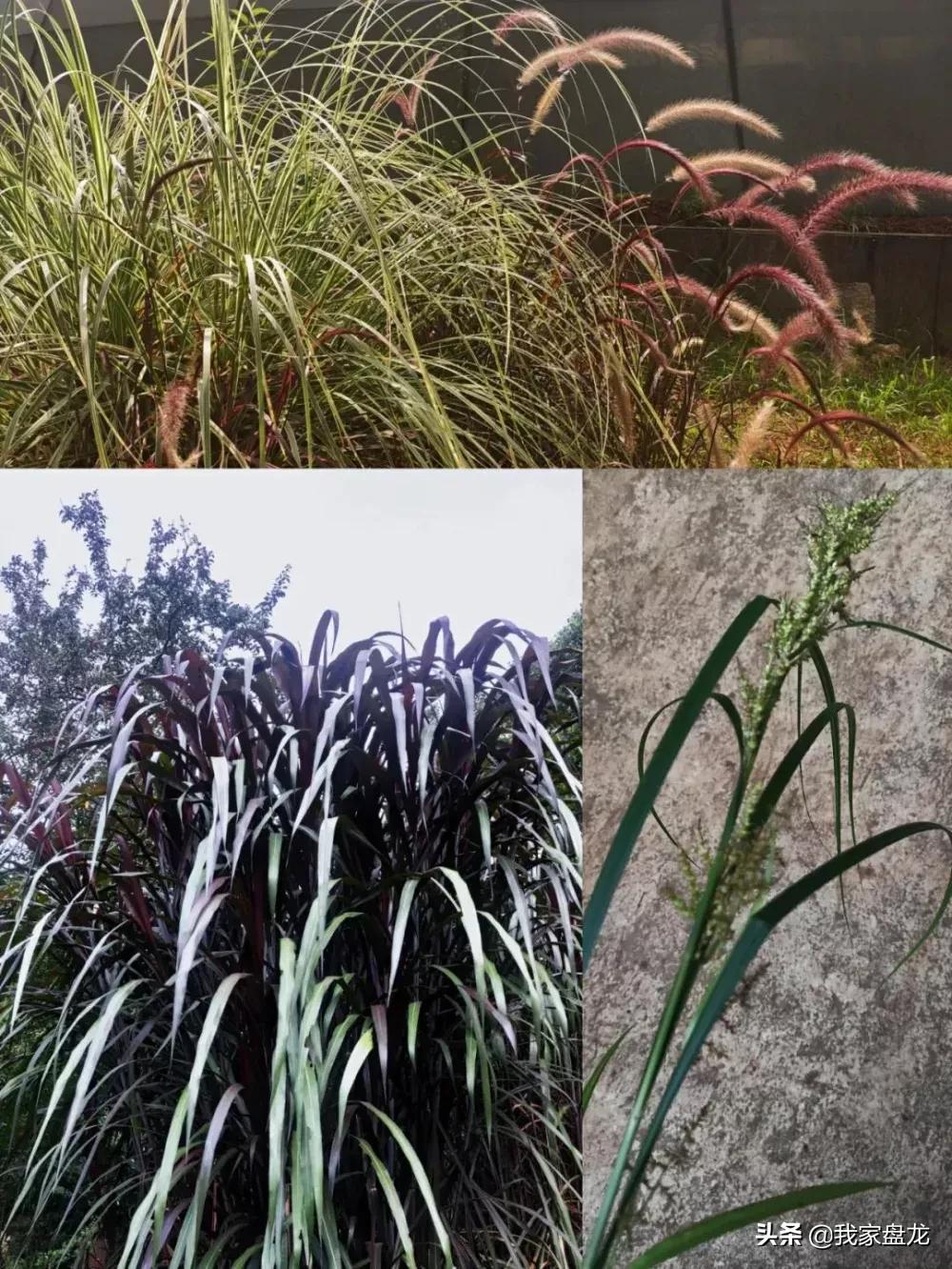 金殿的来历简介,金殿的前世今生