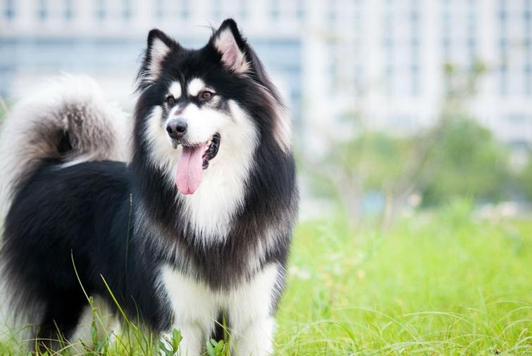 阿拉斯加吃什么狗粮比较好,阿拉斯加吃什么狗粮便宜