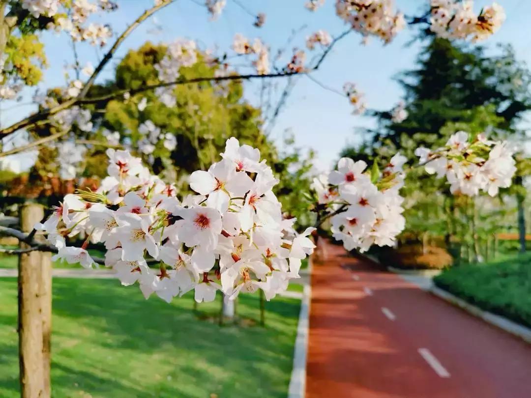 什么是徐汇,什么是海派甜心