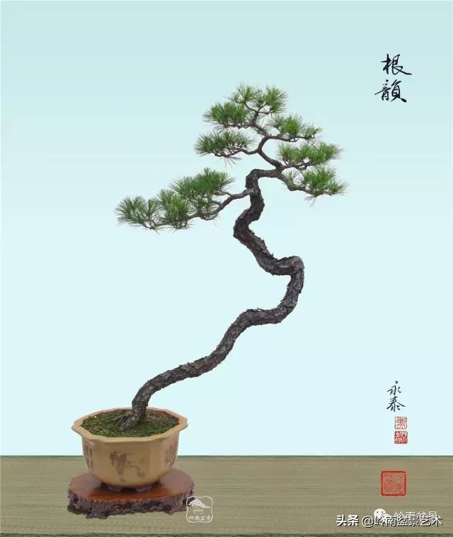 以根代杆下细上粗式盆景图片,各种老根盆景