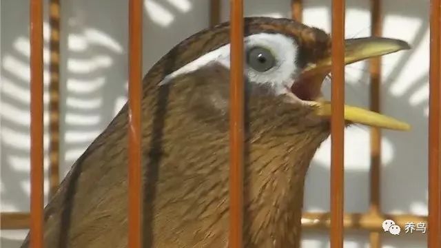 养画眉鸟犯不犯法,养画眉鸟有什么意义