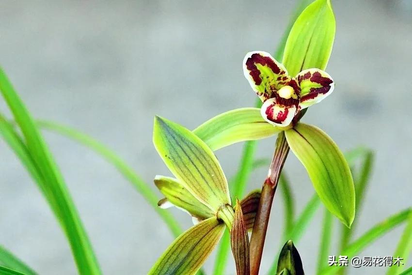布袋兰花品种图片大全,我国特有的单种属珍稀濒危兰花
