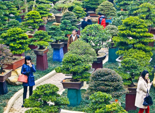 室内花期长又好养的花小叶紫檀,小叶紫檀客厅花草