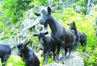 努比亚越来越火了,努比亚当年爆火的原因