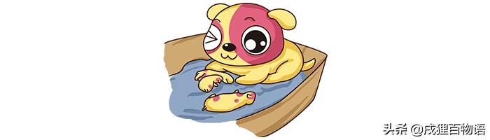 狗狗要生小狗了有什么症状,狗狗要生小宝宝时是什么现象