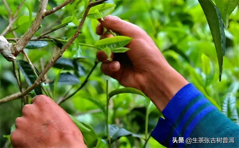 昔归普洱生茶,昔归古韵普洱