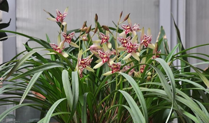 值得收藏的兰花品种有哪些图片,最好的兰花品种图片大全欣赏