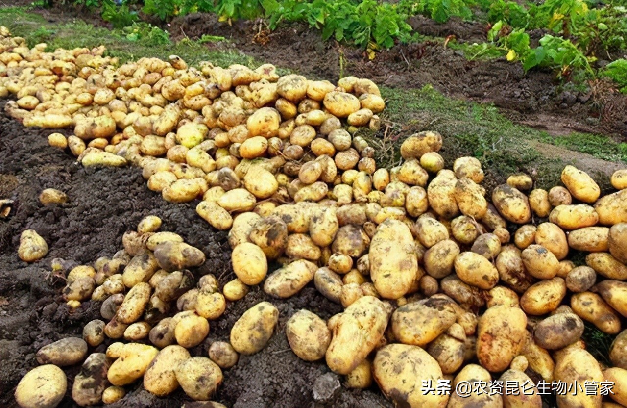 土豆的根腐病怎么防治,土豆死苗烂根如何处理