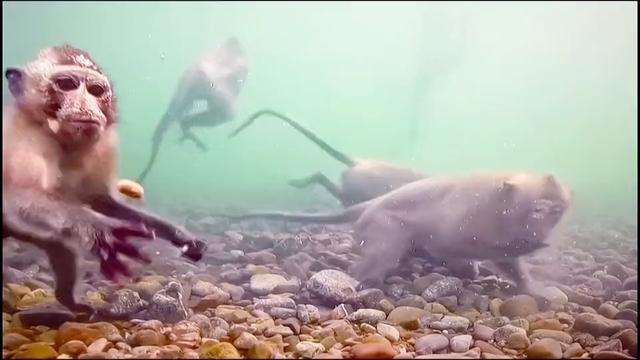 现实中拍摄到的翼龙,一百年前翼龙照片