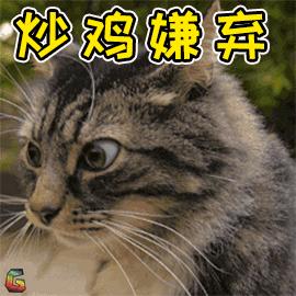 中华田园狮子猫多少钱一只,中华田园猫狮子猫蓝色眼睛