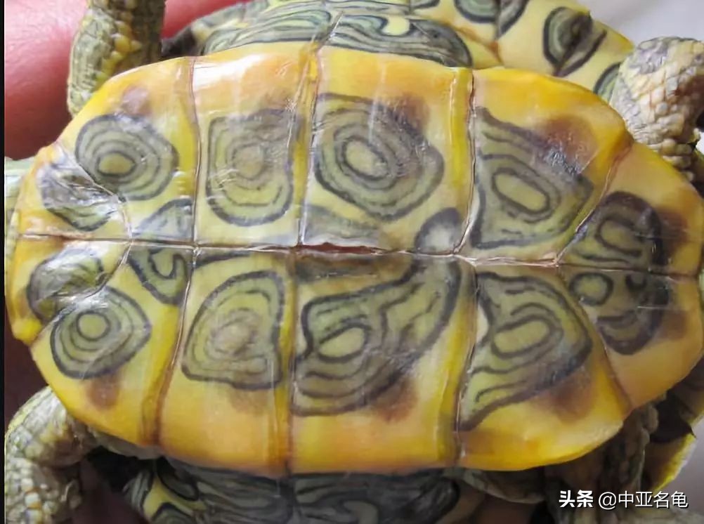 乌龟腐甲怎么治疗,乌龟腐甲病怎么办