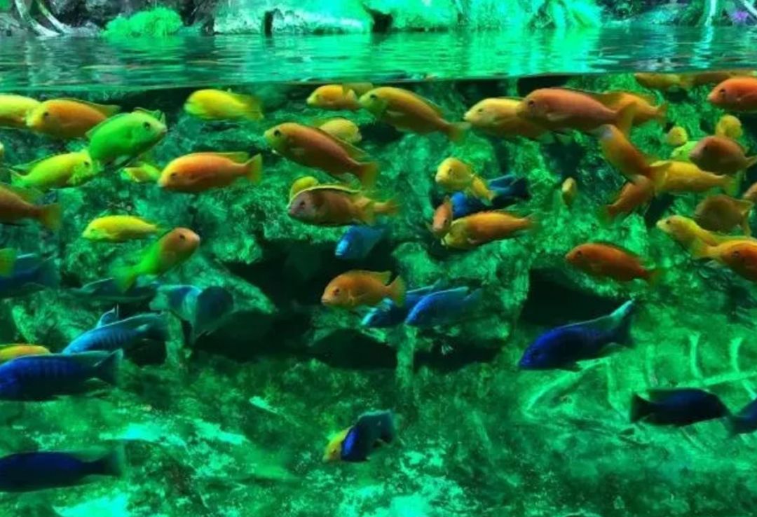 南京海底世界小朋友要票吗,南京海底世界99元一大一小套票