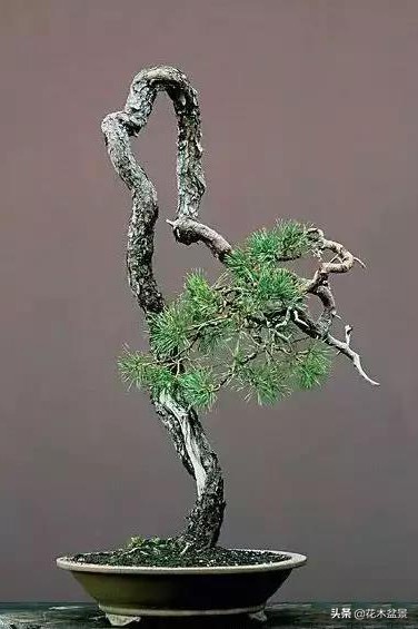 文人树盆景，宣泄一种情绪，吐露一种幽愤