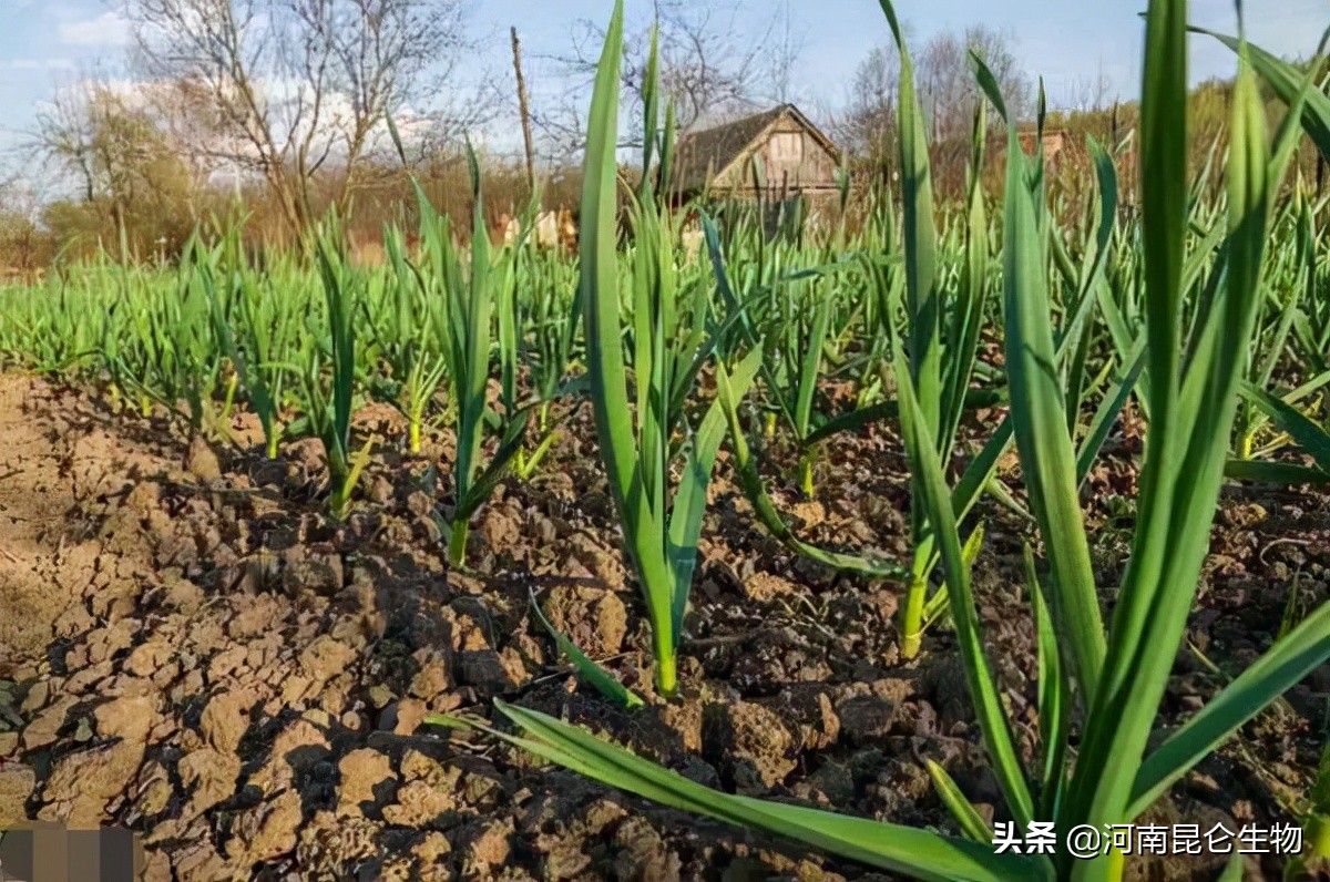 大蒜怎么防治根腐病用什么药,大蒜软腐病根腐病怎么治