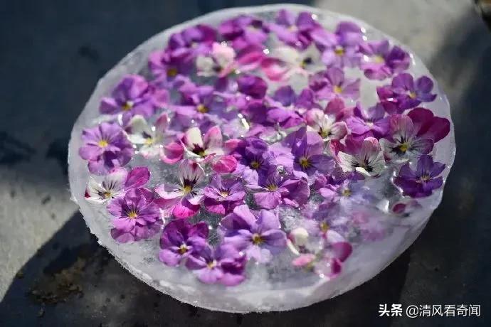 冻冰花美篇,冻冰花的美篇