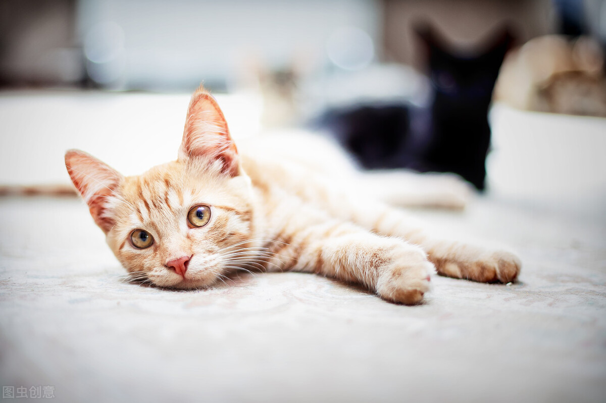 为什么猫总是喵喵叫,为什么猫经常会发出咕噜的声音