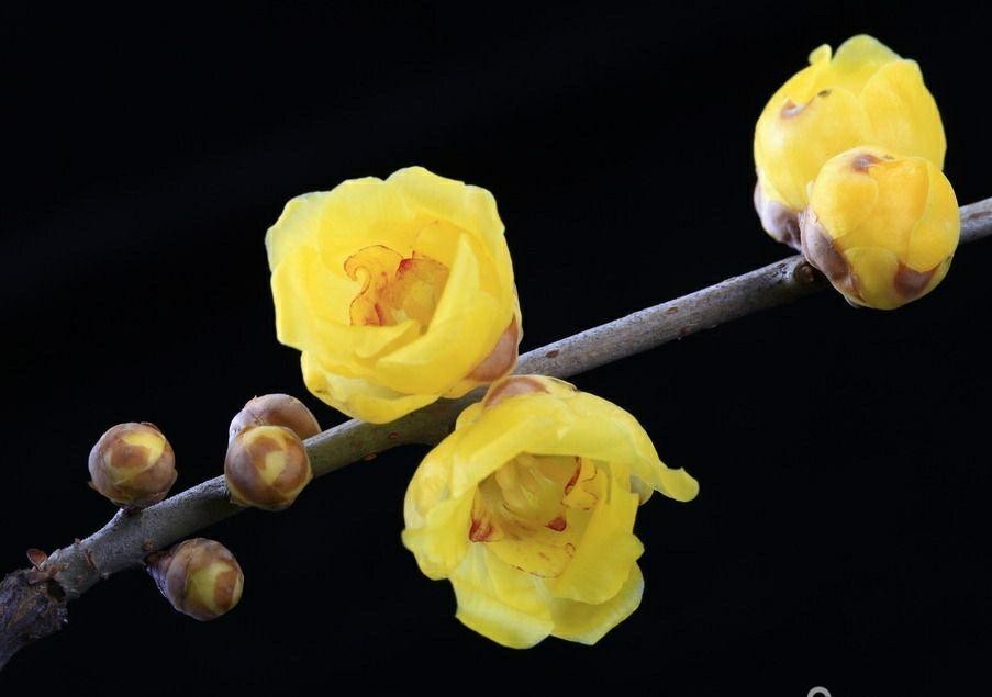 傲雪凌霜的腊梅正在绽放,傲立寒冬的腊梅