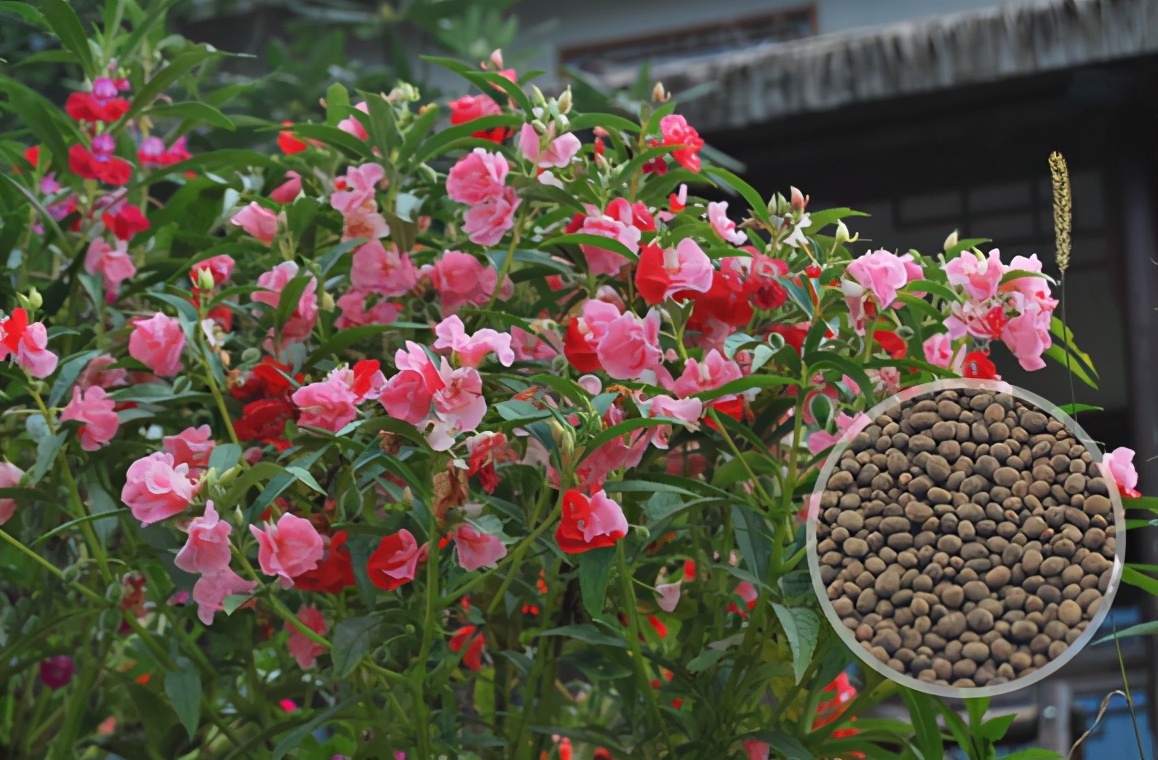 凤仙花可以用色素染色吗,凤仙花只有用来染指甲颜色吗