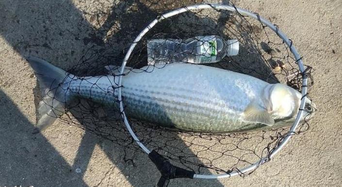 乌头鱼湛江,湛江乌头鱼