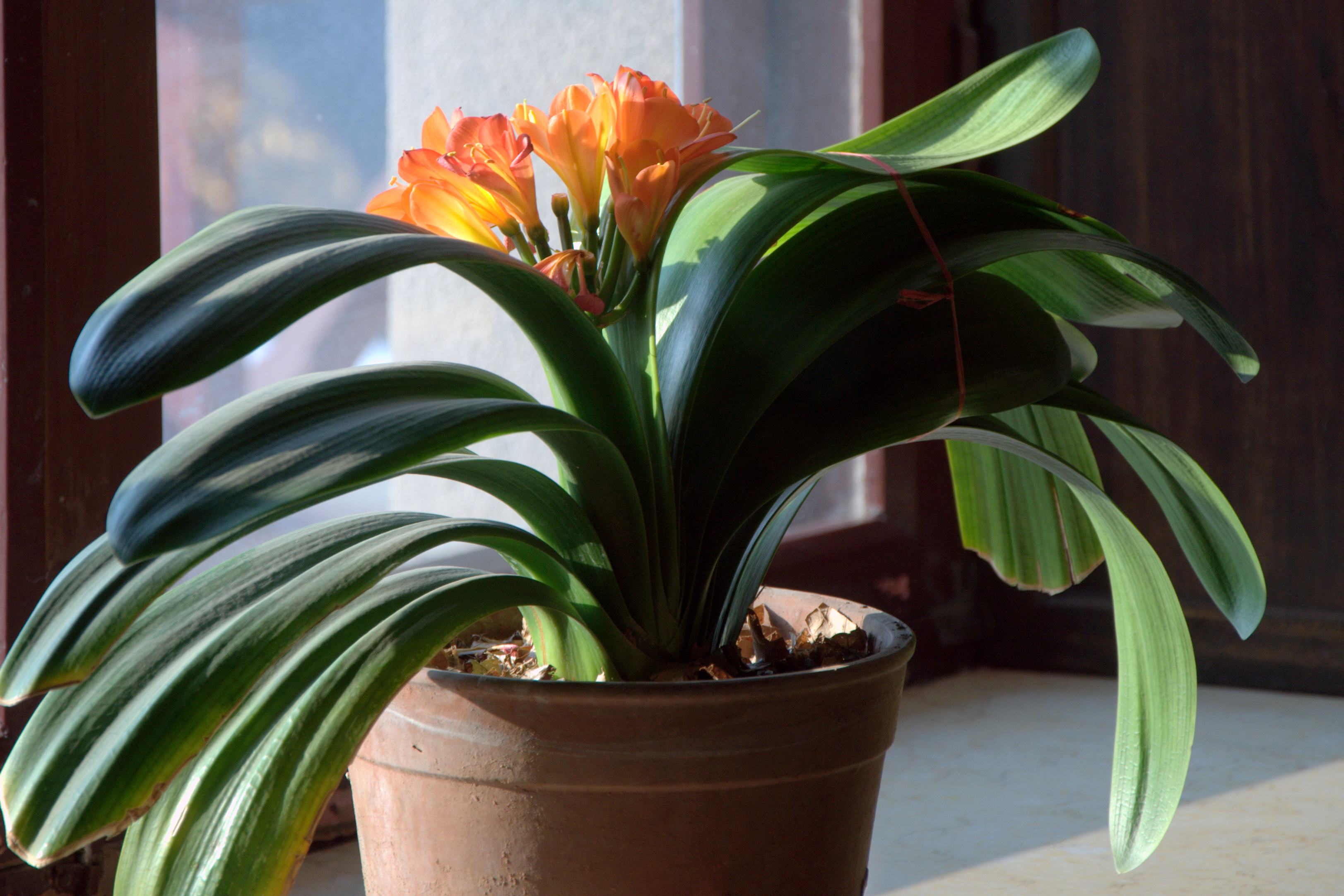 君子兰烂根换盆后怎样才能快生长,烂根的君子兰换盆后多久服盆