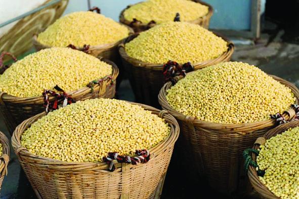 晒酱豆发酸什么原因,怎样用黄蒿晒酱豆子