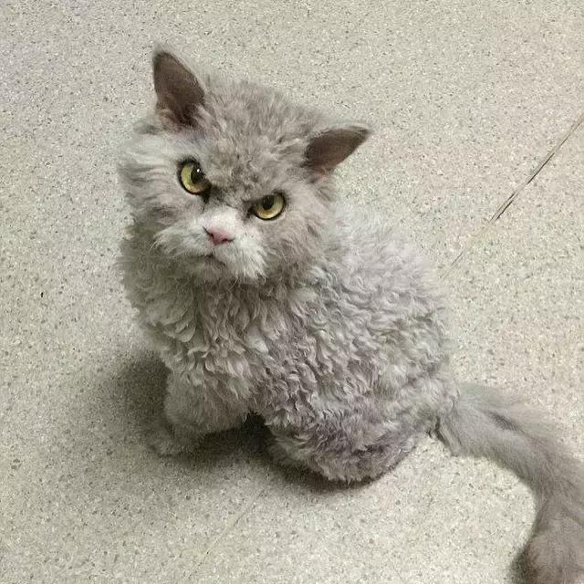 幼猫乱尿怎么纠正,幼猫乱拉大小便怎么教育