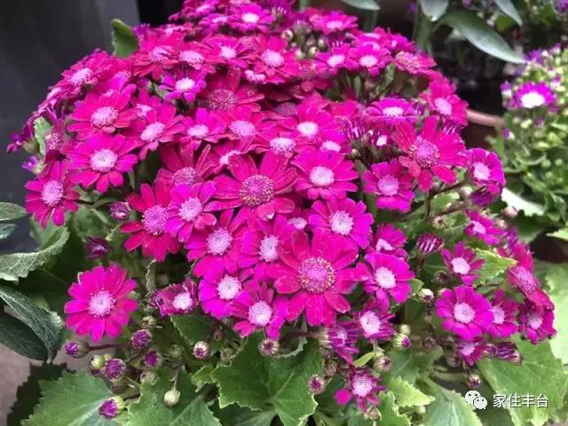 丰台四大花市在哪里,北京丰台值得逛一逛