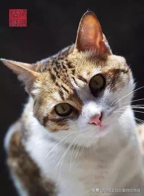 中华田园猫的寿命一般有多少年,中华田园猫哪种捉老鼠最厉害